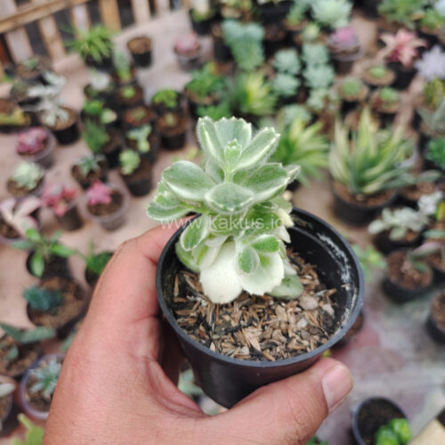 Cotyledon Tomentosa ‘Bear’s Paw’ White Variegated, real gallery image #1 plants. Picture taken directly from kaktus.id community Cotyledon farmer green houses.