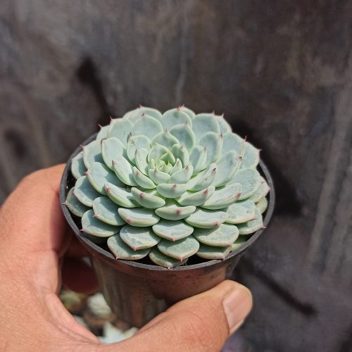 Echeveria Blue Minima, real gallery image #11 plants. Picture taken directly from kaktus.id community Echeveria farmer green houses.