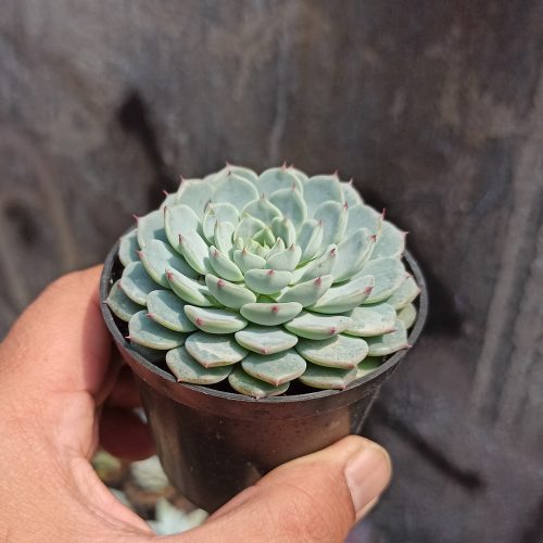 Echeveria Blue Minima, real gallery image #12 plants. Picture taken directly from kaktus.id community Echeveria farmer green houses.