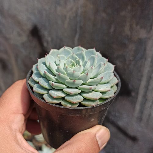 Echeveria Blue Minima, real gallery image #9 plants. Picture taken directly from kaktus.id community Echeveria farmer green houses.