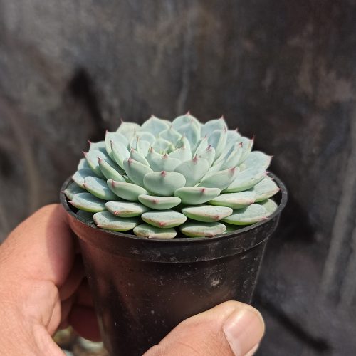 Echeveria Blue Minima, real gallery image #7 plants. Picture taken directly from kaktus.id community Echeveria farmer green houses.