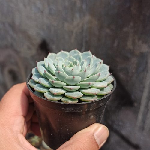 Echeveria Blue Minima, real gallery image #5 plants. Picture taken directly from kaktus.id community Echeveria farmer green houses.
