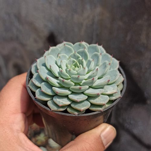 Echeveria Blue Minima, real gallery image #3 plants. Picture taken directly from kaktus.id community Echeveria farmer green houses.