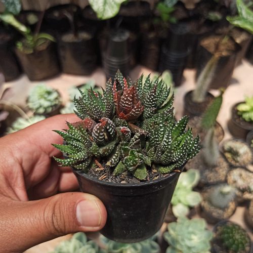 Haworthia Reinwardtii – Zebra Wart Cluster, real gallery image #4 plants. Picture taken directly from kaktus.id community Haworthia farmer green houses.
