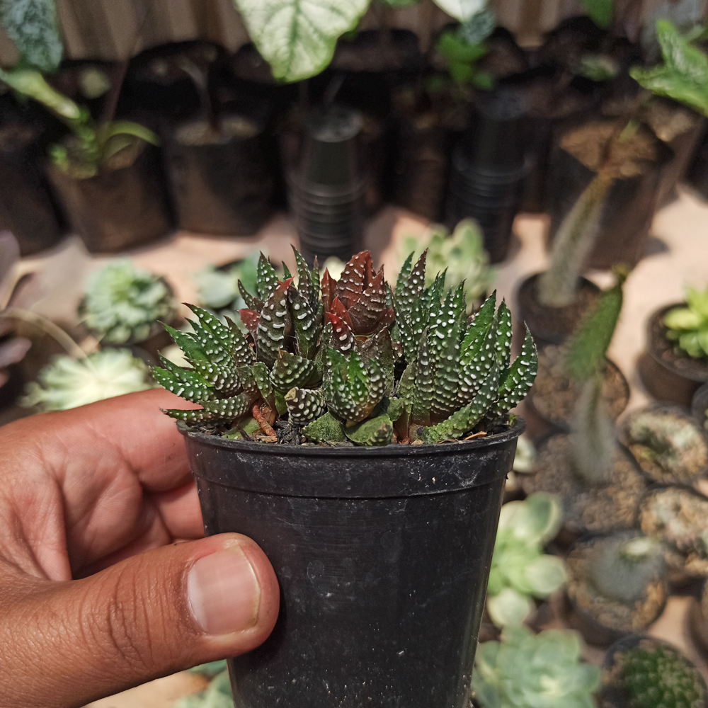 kaktus.id