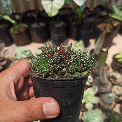 Haworthia Reinwardtii – Zebra Wart Cluster, real gallery image #3 plants. Picture taken directly from kaktus.id community Haworthia farmer green houses.