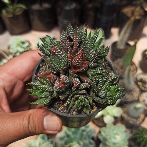 Haworthia Reinwardtii – Zebra Wart Cluster, real gallery image #5 plants. Picture taken directly from kaktus.id community Haworthia farmer green houses.