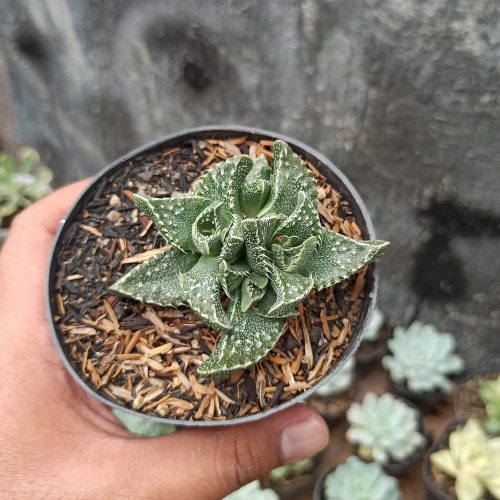 Faucaria Tigrina, real gallery image #5 plants. Picture taken directly from kaktus.id community Faucaria farmer green houses.