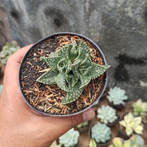 Faucaria Tigrina, real gallery image #4 plants. Picture taken directly from kaktus.id community Faucaria farmer green houses.