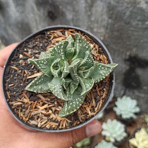 Faucaria Tigrina, real gallery image #2 plants. Picture taken directly from kaktus.id community Faucaria farmer green houses.