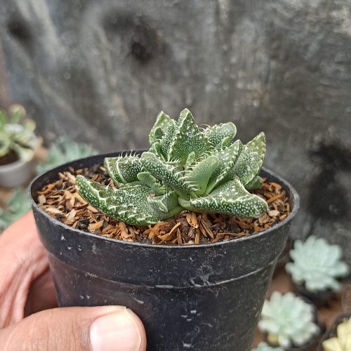 Faucaria Tigrina, real gallery image #3 plants. Picture taken directly from kaktus.id community Faucaria farmer green houses.