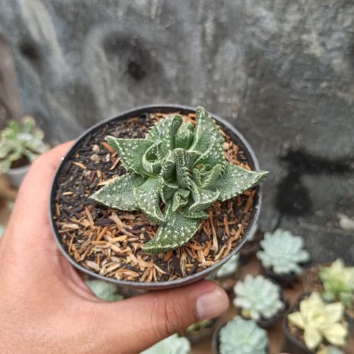 Faucaria Tigrina, real gallery image #6 plants. Picture taken directly from kaktus.id community Faucaria farmer green houses.