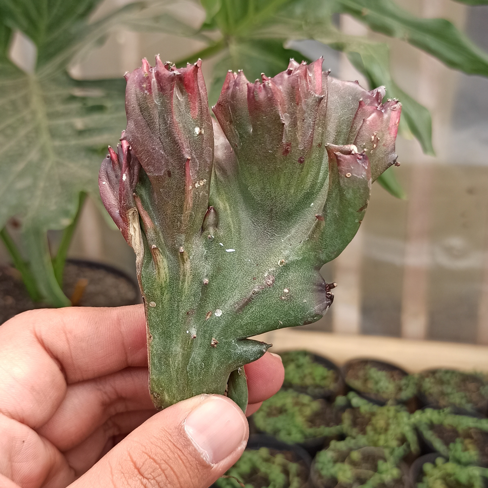 kaktus.id