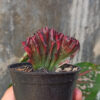 Euphorbia Red Lactea, real gallery image #1 plants. Picture taken directly from kaktus.id community Euphorbia farmer green houses.