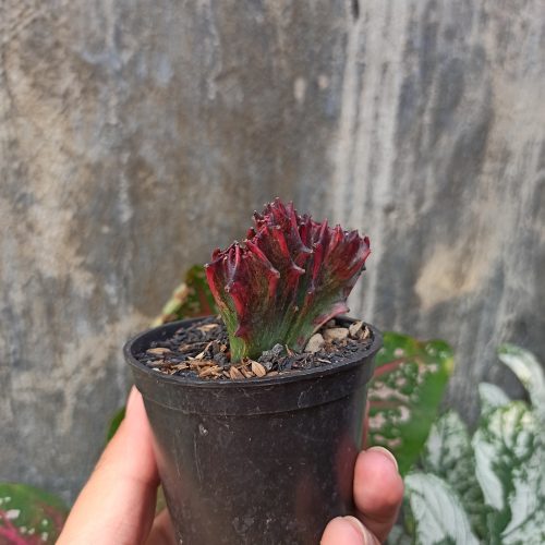 Euphorbia Red Lactea, real gallery image #2 plants. Picture taken directly from kaktus.id community Euphorbia farmer green houses.