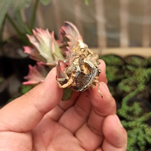 Euphorbia Red Lactea, real gallery image #6 plants. Picture taken directly from kaktus.id community Euphorbia farmer green houses.
