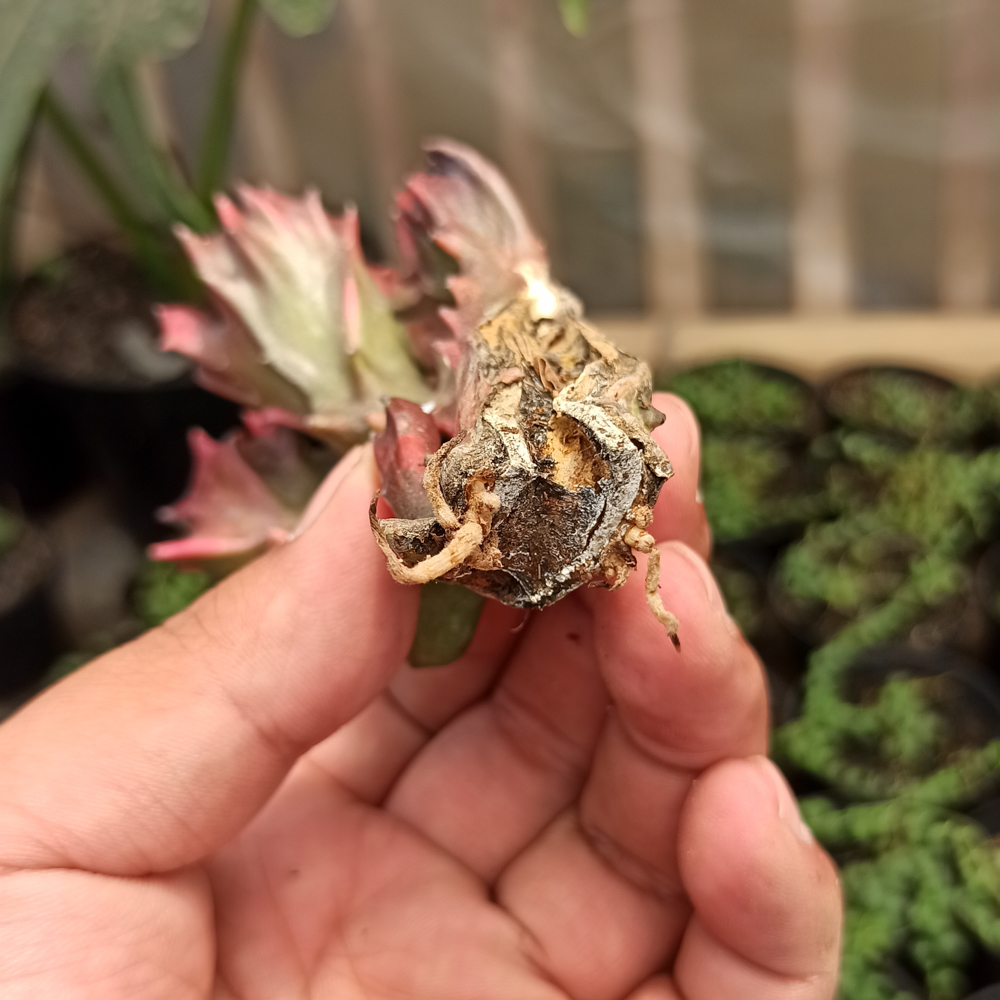 kaktus.id