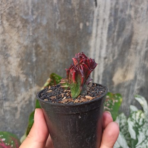 Euphorbia Red Lactea, real gallery image #4 plants. Picture taken directly from kaktus.id community Euphorbia farmer green houses.