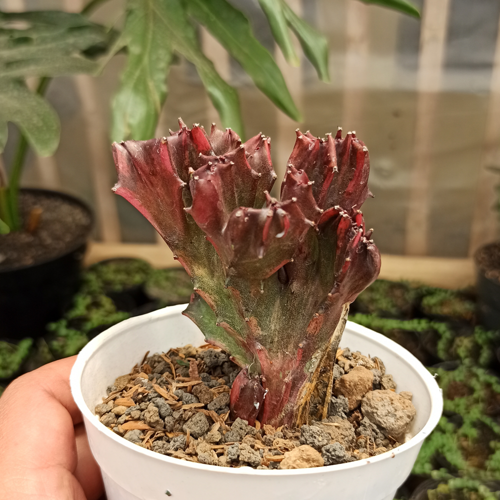 kaktus.id