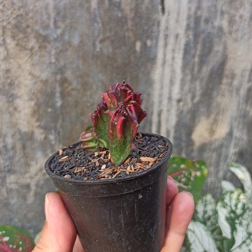 Euphorbia Red Lactea, real gallery image #3 plants. Picture taken directly from kaktus.id community Euphorbia farmer green houses.