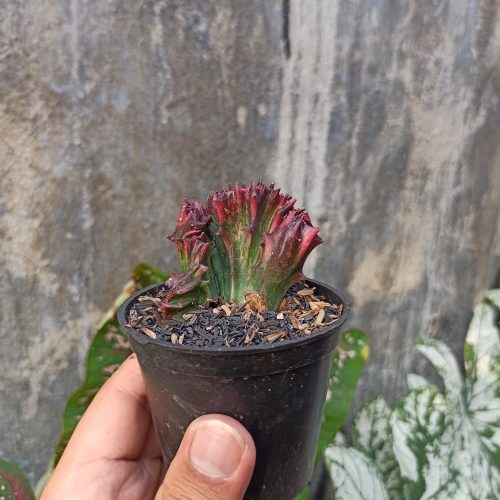 Euphorbia Red Lactea, real gallery image #5 plants. Picture taken directly from kaktus.id community Euphorbia farmer green houses.