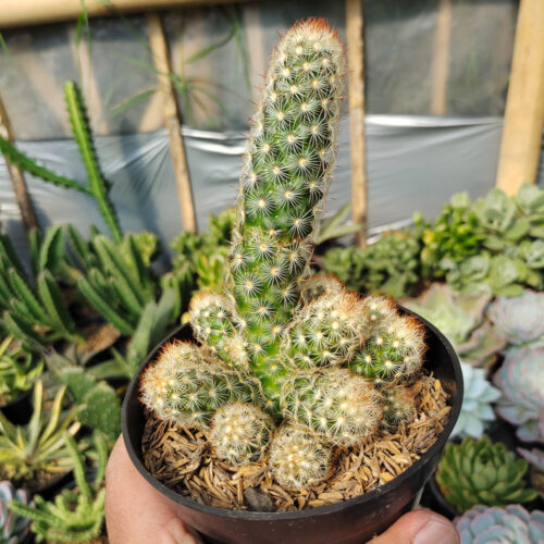 Mammillaria Elongata Cluster, real gallery image #5 plants. Picture taken directly from kaktus.id community Mammillaria farmer green houses.