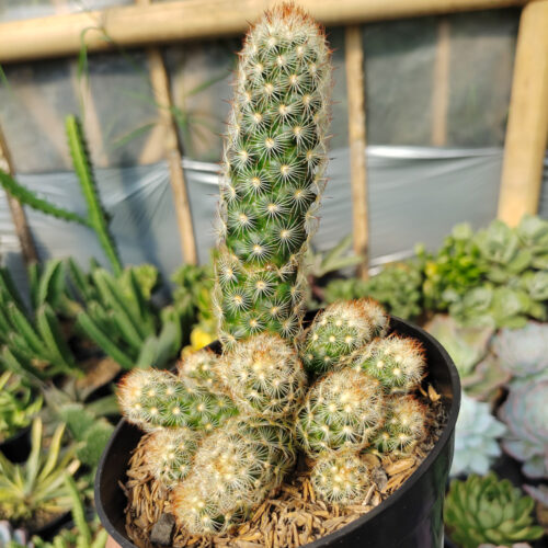 Mammillaria Elongata Cluster, real gallery image #1 plants. Picture taken directly from kaktus.id community Mammillaria farmer green houses.