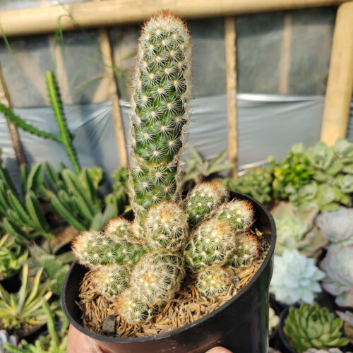 Mammillaria Elongata Cluster, real gallery image #2 plants. Picture taken directly from kaktus.id community Mammillaria farmer green houses.