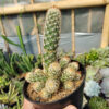 Mammillaria Elongata Cluster, real gallery image #3 plants. Picture taken directly from kaktus.id community Mammillaria farmer green houses.