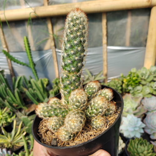 Mammillaria Elongata Cluster, real gallery image #3 plants. Picture taken directly from kaktus.id community Mammillaria farmer green houses.