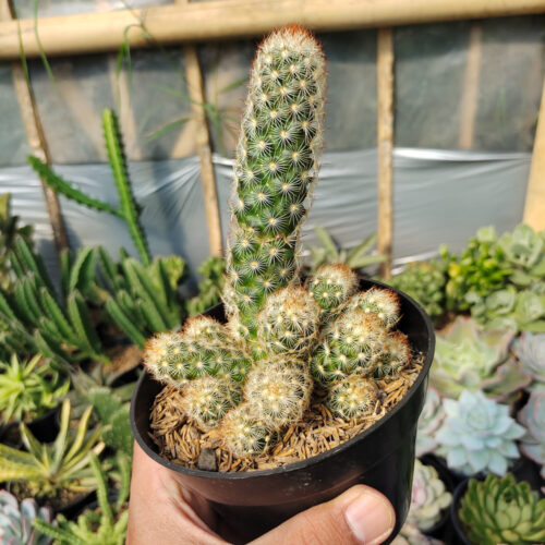 Mammillaria Elongata Cluster, real gallery image #4 plants. Picture taken directly from kaktus.id community Mammillaria farmer green houses.