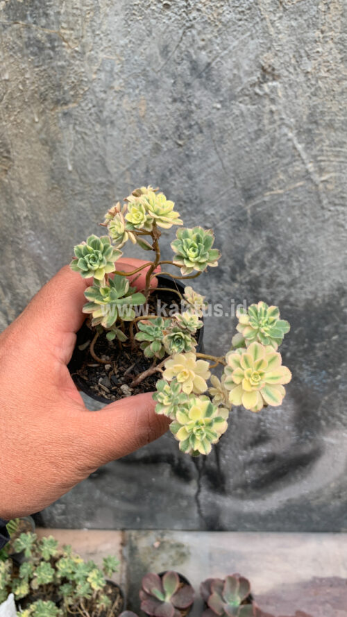 Aeonium Castello Paivae, real gallery image #8 plants. Picture taken directly from kaktus.id community Aeonium farmer green houses.
