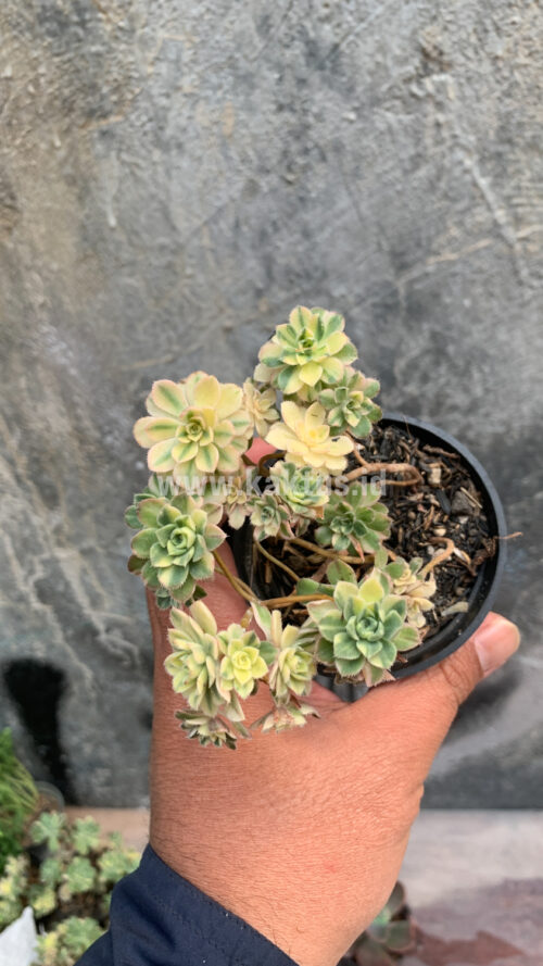 Aeonium Castello Paivae, real gallery image #7 plants. Picture taken directly from kaktus.id community Aeonium farmer green houses.