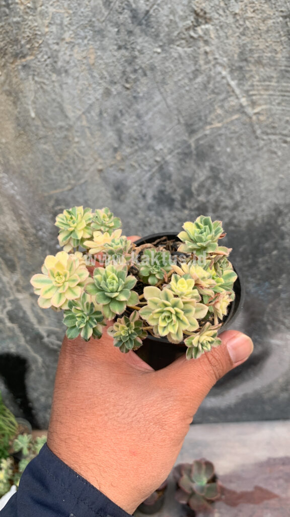kaktus.id