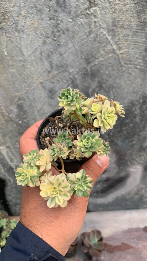 Aeonium Castello Paivae, real gallery image #5 plants. Picture taken directly from kaktus.id community Aeonium farmer green houses.