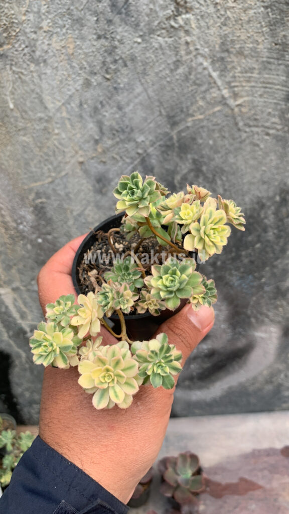 kaktus.id