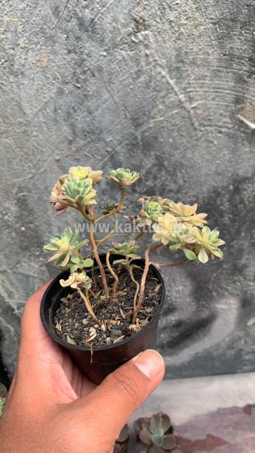 Aeonium Castello Paivae, real gallery image #4 plants. Picture taken directly from kaktus.id community Aeonium farmer green houses.