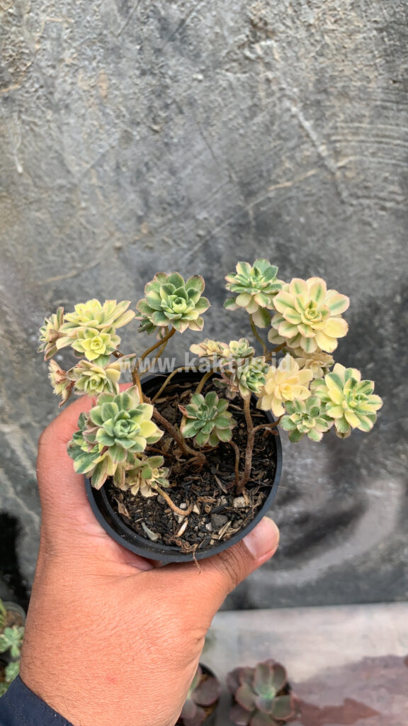 kaktus.id