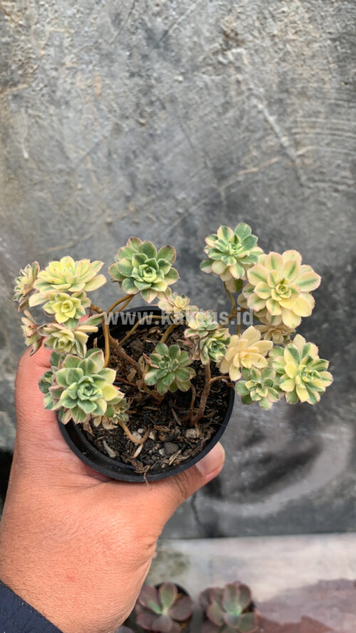 Aeonium Castello Paivae, real gallery image #2 plants. Picture taken directly from kaktus.id community Aeonium farmer green houses.