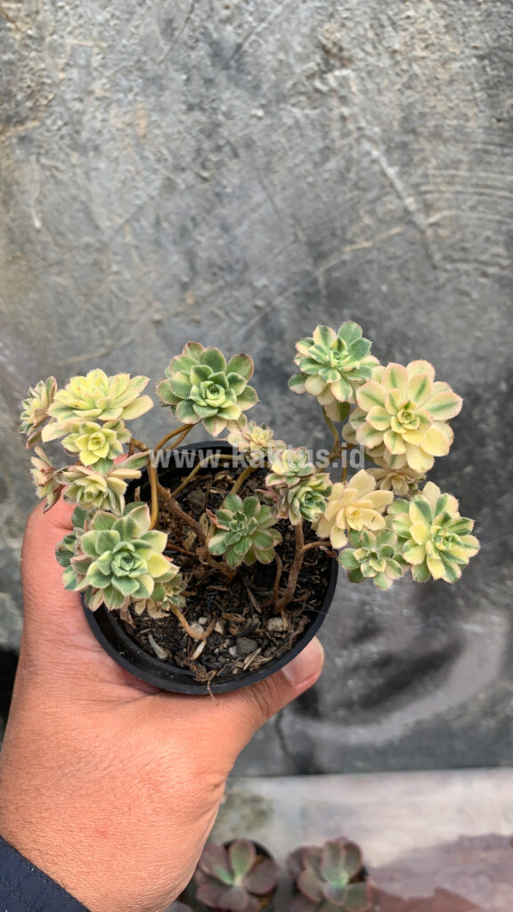 kaktus.id