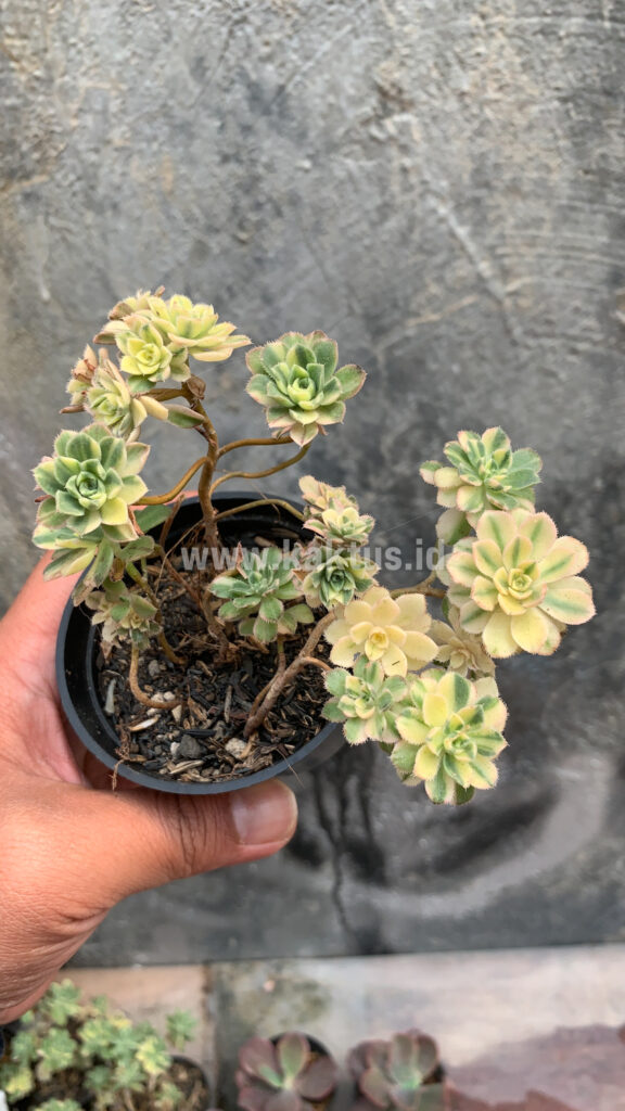 kaktus.id