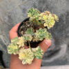 Aeonium Castello Paivae, real feature image plant. Picture taken directly from kaktus.id community Aeonium farmer green houses.