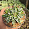 Agave Himesanoyuki, real gallery image #2 plants. Picture taken directly from kaktus.id community Agave farmer green houses.