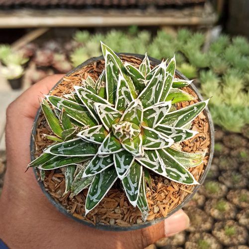 Agave Himesanoyuki, real gallery image #5 plants. Picture taken directly from kaktus.id community Agave farmer green houses.