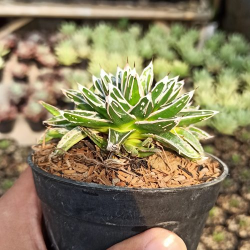 Agave Himesanoyuki, real gallery image #3 plants. Picture taken directly from kaktus.id community Agave farmer green houses.