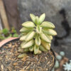 Peperomia Dolabriformis Variegated, real gallery image #2 plants. Picture taken directly from kaktus.id community Peperomia farmer green houses.