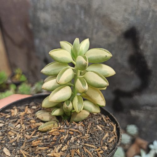 Peperomia Dolabriformis Variegated, real gallery image #4 plants. Picture taken directly from kaktus.id community Peperomia farmer green houses.