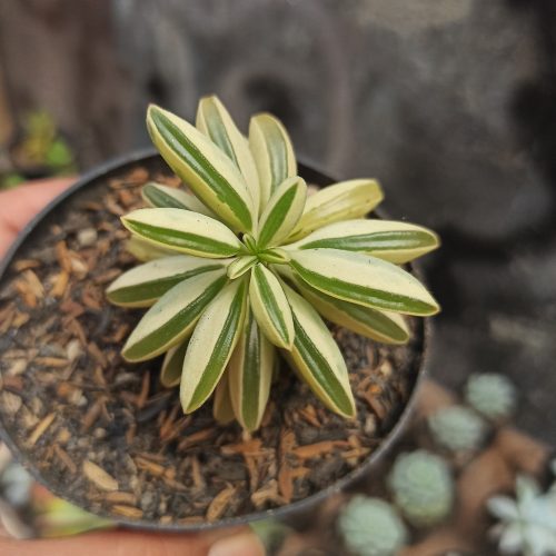 Peperomia Dolabriformis Variegated, real gallery image #3 plants. Picture taken directly from kaktus.id community Peperomia farmer green houses.