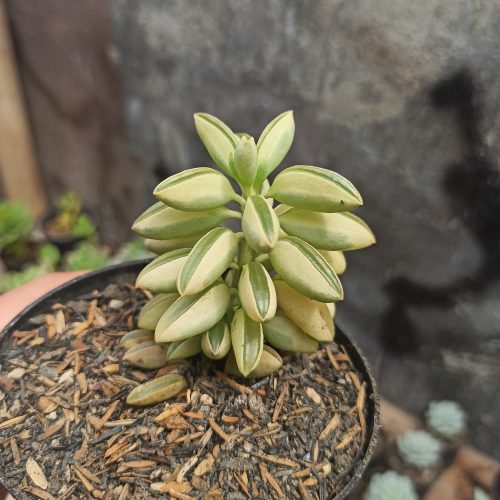 Peperomia Dolabriformis Variegated, real gallery image #5 plants. Picture taken directly from kaktus.id community Peperomia farmer green houses.