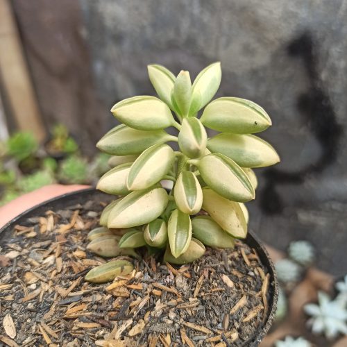 Peperomia Dolabriformis Variegated, real gallery image #1 plants. Picture taken directly from kaktus.id community Peperomia farmer green houses.